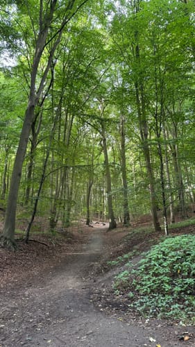 Runde im Düsternbrooker Gehölz