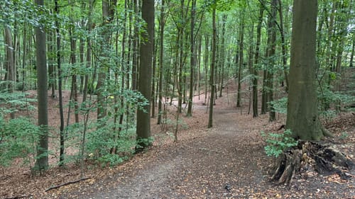 Runde im Düsternbrooker Gehölz