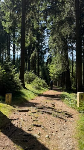 Neualbenreuth: Auf stillen Waldpfaden zur Grenze