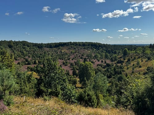 Wilseder Berg von Niederhaverbeck