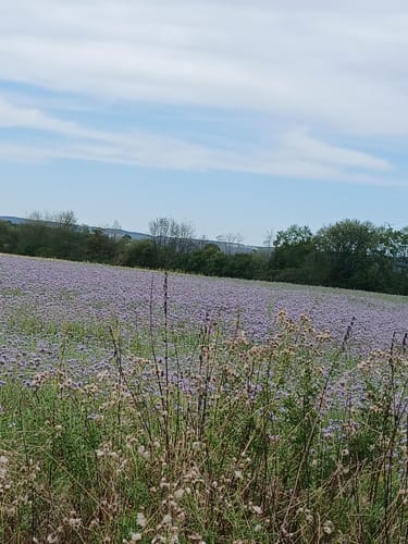 Grenzgängerroute Teil 2 - Füchtorf - Bad Iburg - Bad Laer