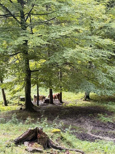 Zur Jocheralm über die Kesselbachfälle