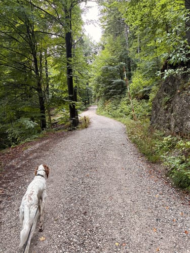 Zur Jocheralm über die Kesselbachfälle