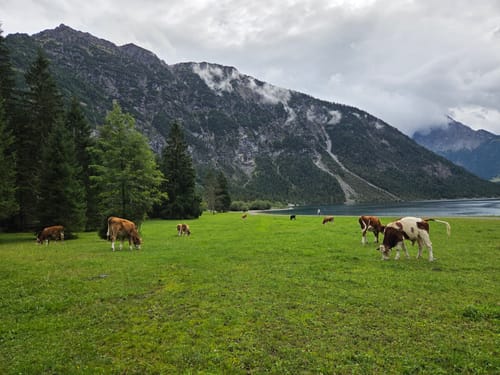 Rund um den Plansee