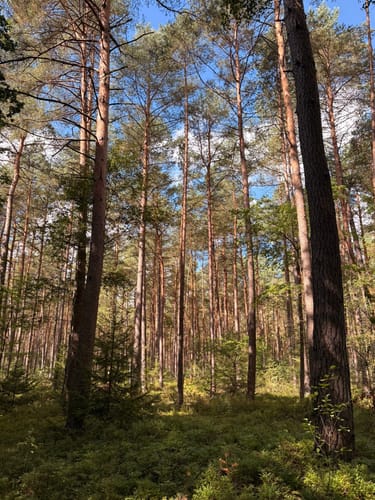 Heidschnuckenweg Etappe 4: Undeloh - Niederhaverbeck