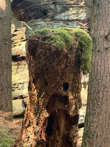 Naturpark Südeifel Wanderweg Nr. 55 - Bollendorf