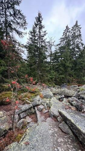 Fichtelsee - Platte - Seehaus