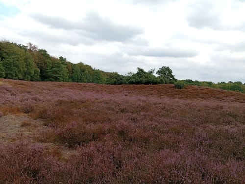Westruper Heide und Halterner Stausee Rundweg