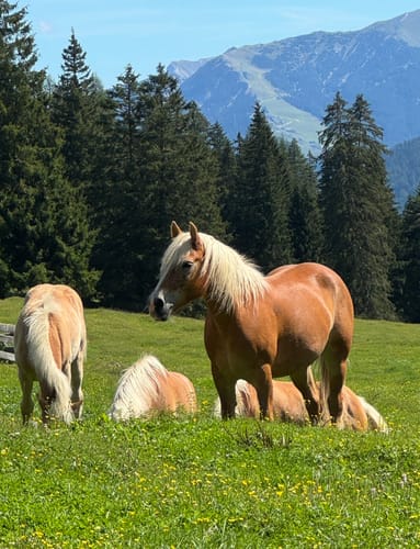 Bergwanderung Ganghoferweg Gaistal