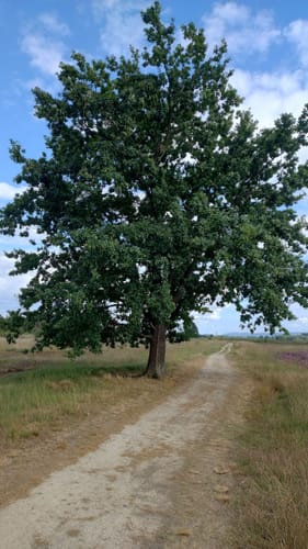 Großes Torfmoor