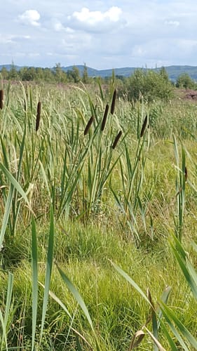 Großes Torfmoor