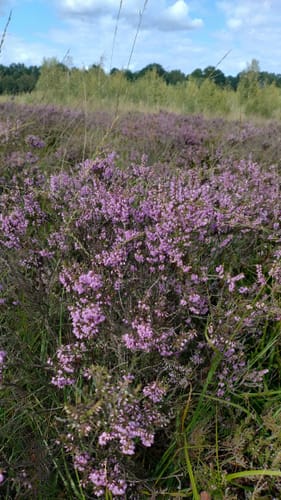 Großes Torfmoor