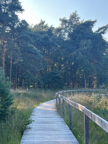 Durch den Diersfordter Wald zur Dünenlandschaft