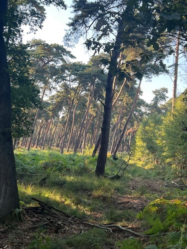 Durch den Diersfordter Wald zur Dünenlandschaft