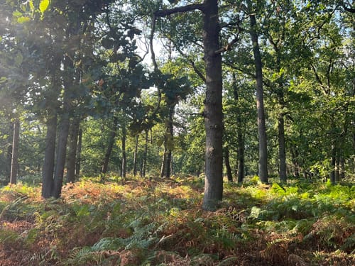 Durch den Diersfordter Wald zur Dünenlandschaft
