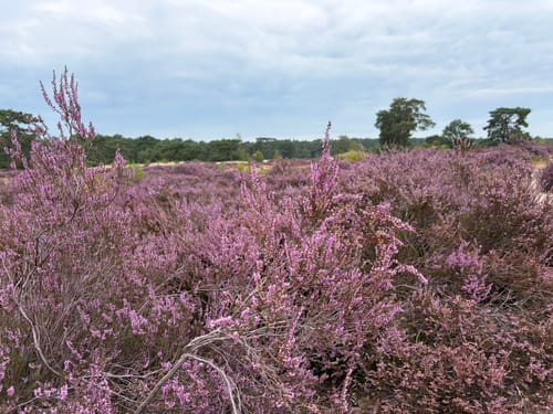 Soesterduinen Lange en Korte Duinen