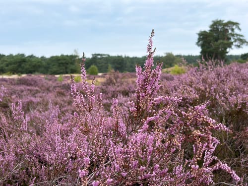 Soesterduinen Lange en Korte Duinen