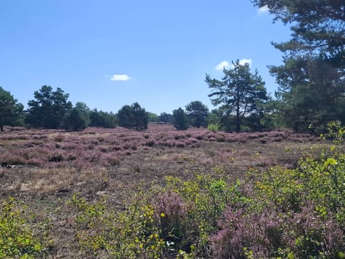 Schönower Heide: Wildwanderweg