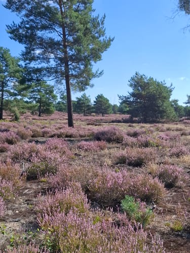 Schönower Heide: Wildwanderweg