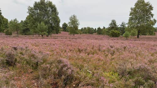 Unterhaverbeck - Wilsede - Wilseder Berg