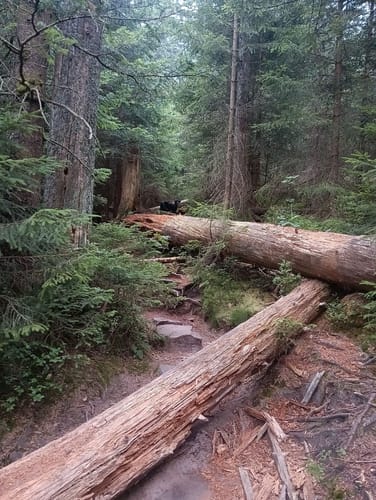 Baiersbronner Himmelsweg: Bannwald Tour