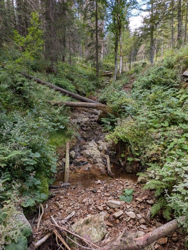 Feldbergsteig (Genießerpfad)