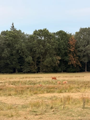 Waldauenweg (Premiumwanderweg)