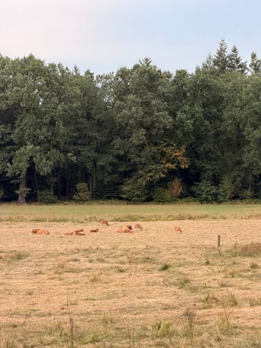 Waldauenweg (Premiumwanderweg)