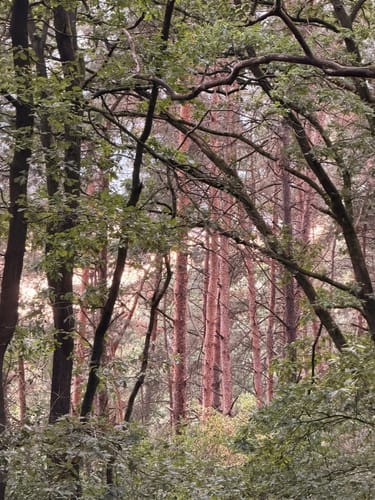 Waldauenweg (Premiumwanderweg)