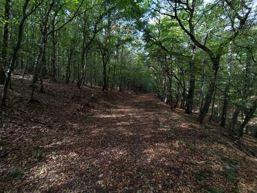 Wildnis Trail Etappe 4: Heimbach - Zerkall