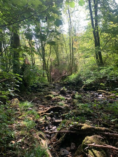 Saarschleifen Tafeltour (Traumschleife)