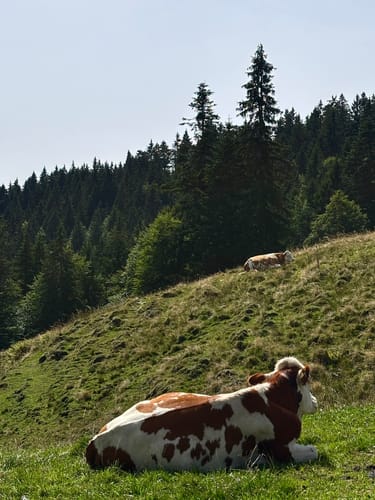 Von der Gindelalm zur Neureuth-Kapelle
