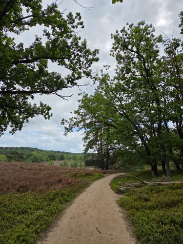 Zum Segelflugplatz durch die Fischbeker Heide