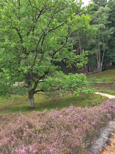 Zum Segelflugplatz durch die Fischbeker Heide