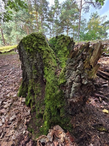 Zum Segelflugplatz durch die Fischbeker Heide