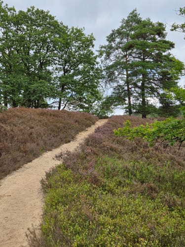 Zum Segelflugplatz durch die Fischbeker Heide
