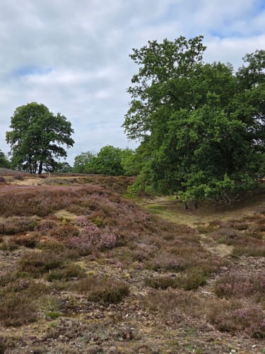 Zum Segelflugplatz durch die Fischbeker Heide