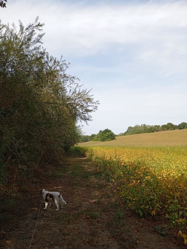 Franziskusweg Friedrichsweiler