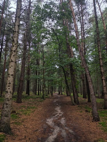 Holterberg Gele Wandelroute