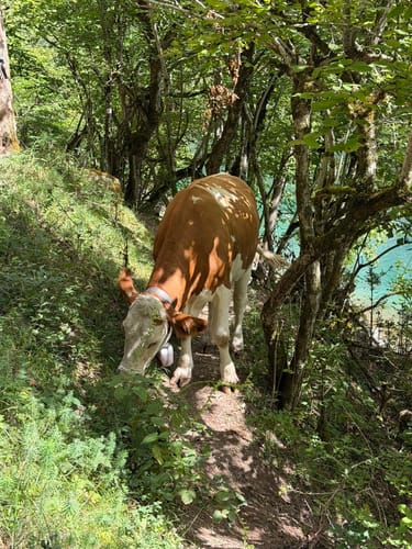 Wanderung zur Fischunkelalm am Obersee
