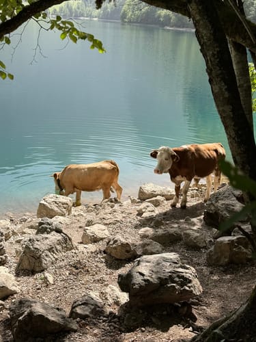 Wanderung zur Fischunkelalm am Obersee