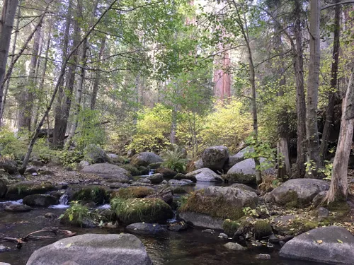 Dog friendly trails shop sequoia national forest