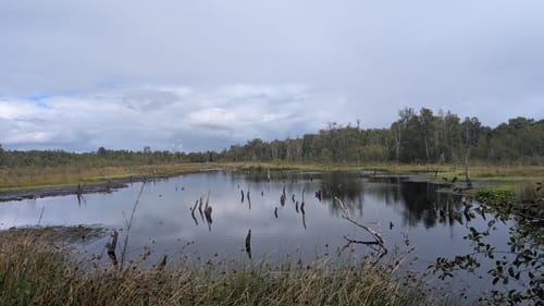 Rund um das Wittmoor