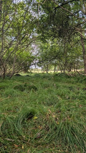 Rund um das Wittmoor