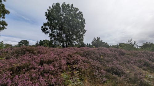 Rund um das Wittmoor