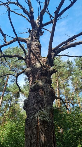 Mosigkauer Heide Runde