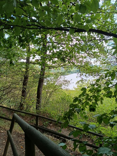 Weinfelder Maar - Mäuseberg - Schalkenmehrener Maar