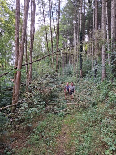 Oberweis - Bettingen (Naturpark Südeifel Wanderweg Nr. 75)
