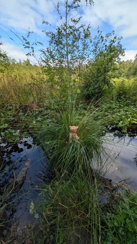 Rund um das Wittmoor
