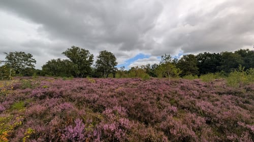 Rund um das Wittmoor
